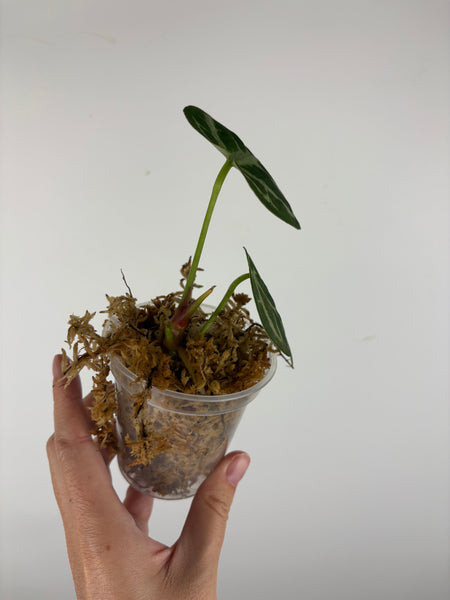 Anthurium blue papi x hoffmanii silver 1A