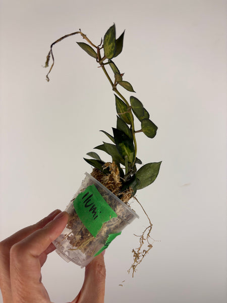 Hoya lacunosa illumi 5