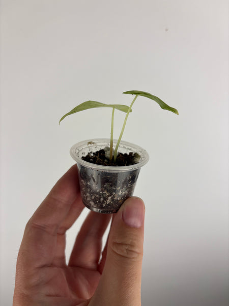 alocasia longiloba aurea