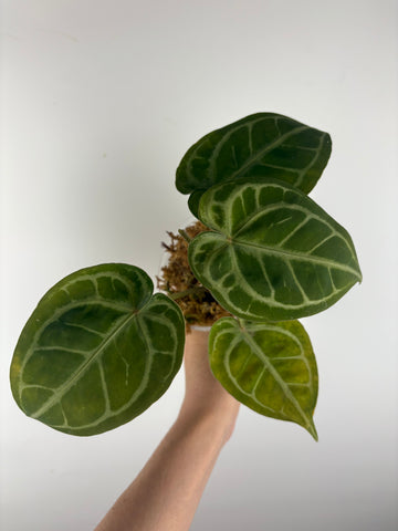 Anthurium silver blush x red crystal 7