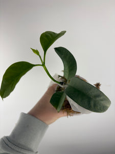 Hoya Multiflora wonderphil silver A – We Pot Plants