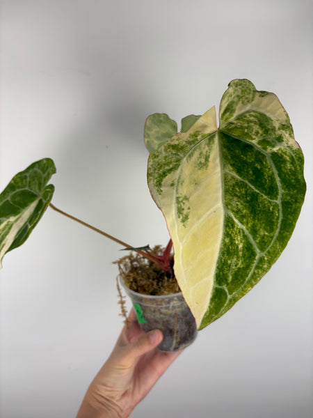 Anthurium crystallinum variegated 3 - double growth point