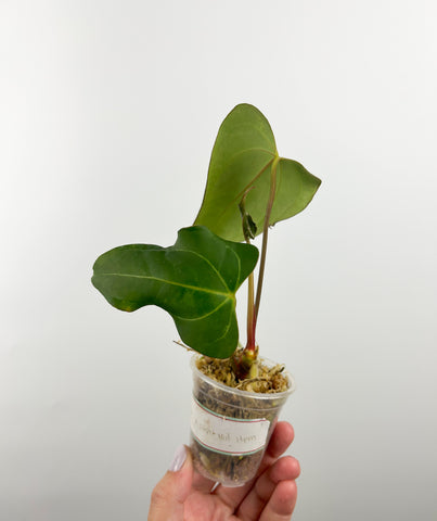 Anthurium stingray x papi red stem E2