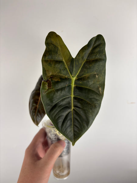 alocasia golden bone aurea A