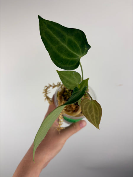 Anthurium king clari A