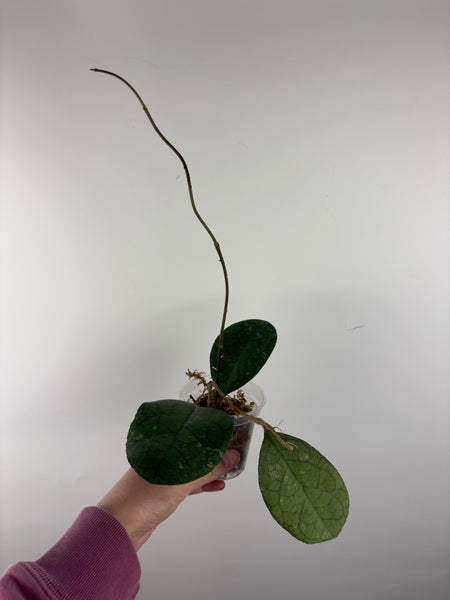 Hoya tanggamus round leaf 2