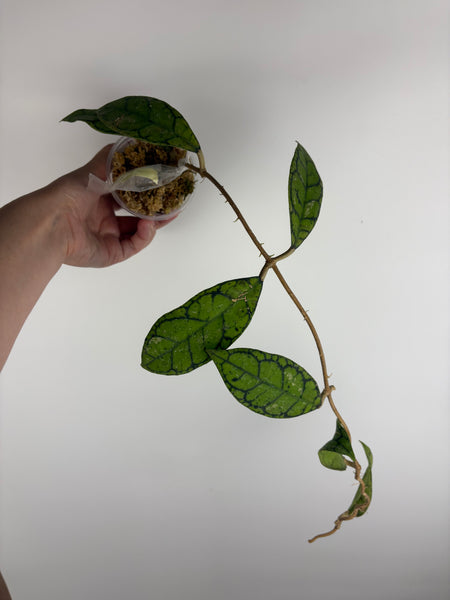 hoya callistophylla turtle C
