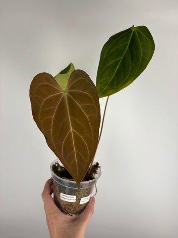 Anthurium Green mamba B as is