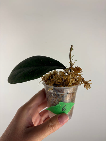 Hoya Meredithii bengkulu splash 6