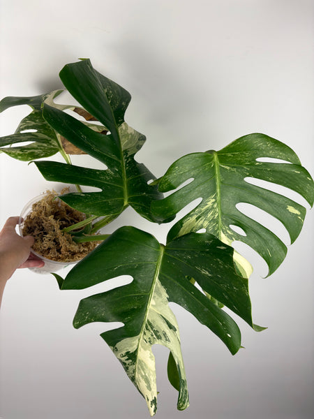 Monstera albo 5
