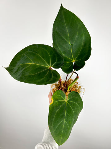 Anthurium red spider hybrid