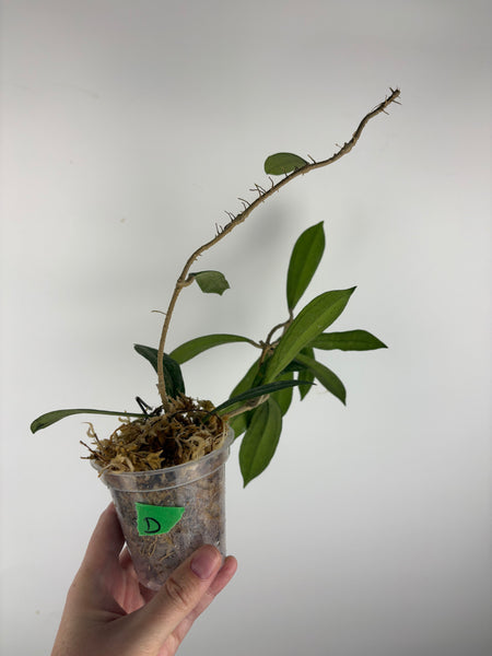 Hoya rigidifolia splash D