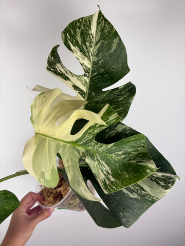 Monstera albo 3