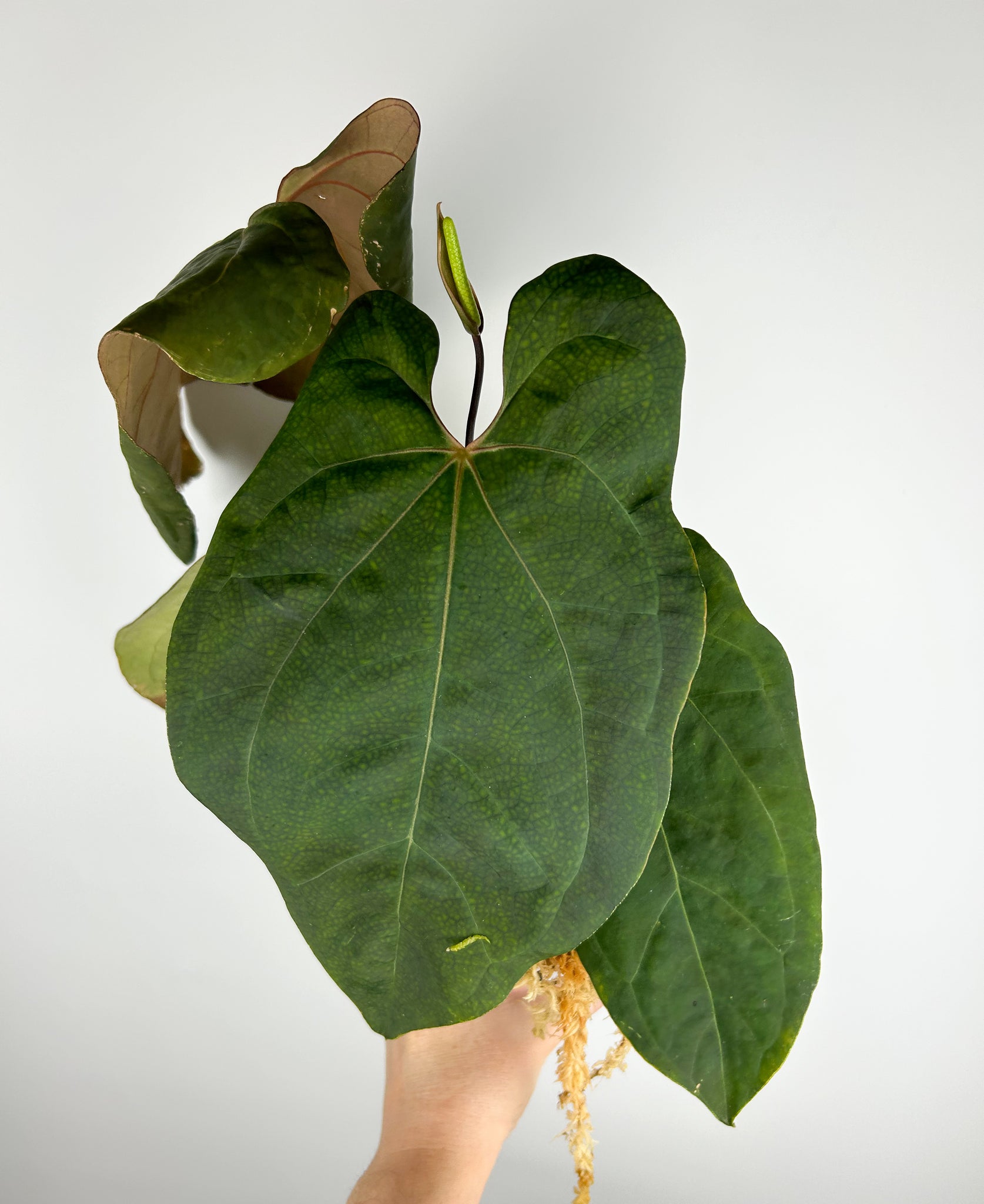 Anthurium Blue papillilaminum x (blue x warocqueanum) A