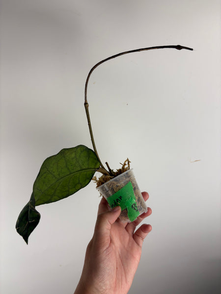 hoya callistophylla obsidian B