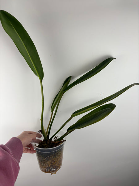 Philodendron callosum