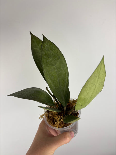 hoya Germany silver