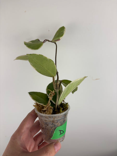 Hoya flamingo dream D