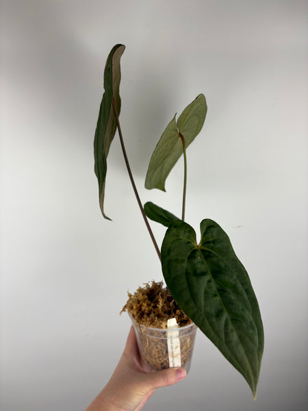 Anthurium magnificum x red dark phoenix