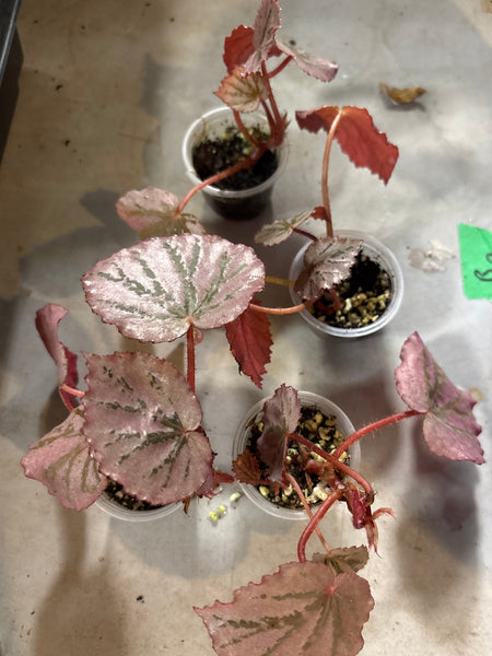 Begonia mystery Martin
