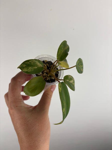 philodendron kitina variegated E