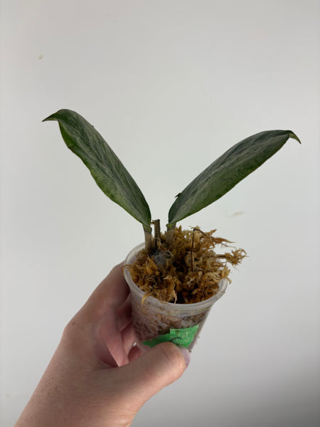 Hoya Michele silver C