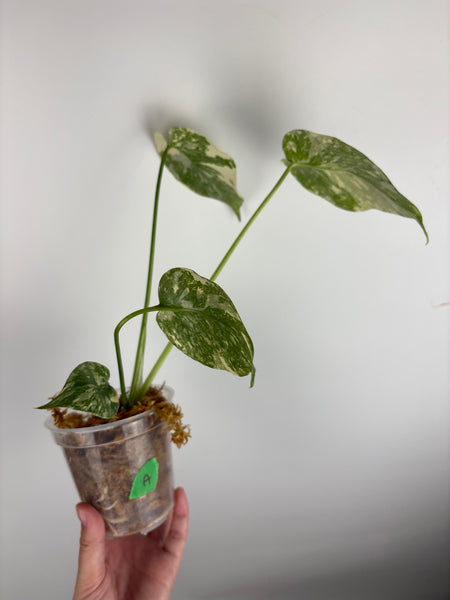 Monstera white snow A