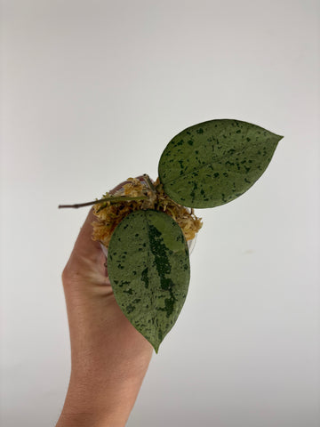 Hoya KSB08 silver 3