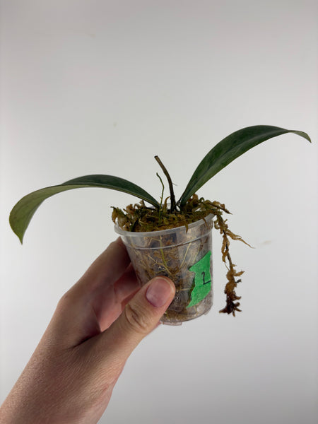 Hoya sp kalbar round leaf 2