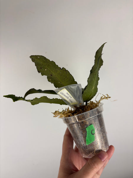 Hoya Undulata silver C