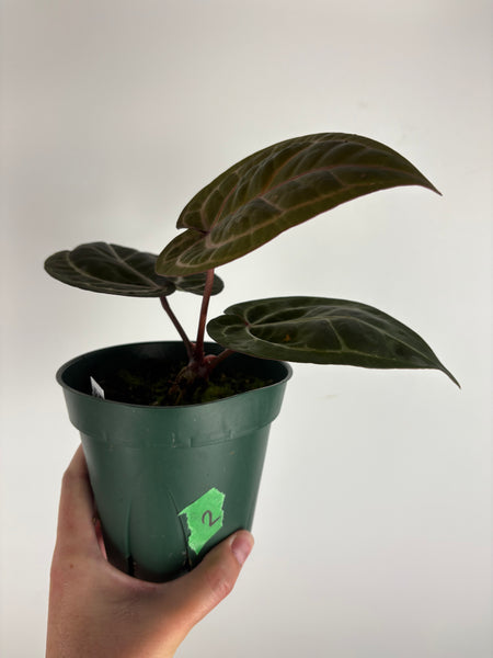 Anthurium 'Memoria Tim Anderson’ - (Doc Block Zara × Doc Block Michelle) X Anthurium Red Crystallinum from USA -2