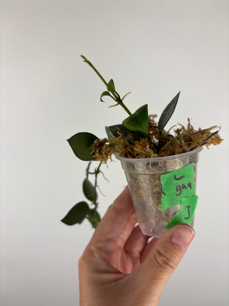 Hoya lacunosa gayung 3