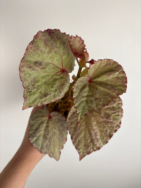 begonia shizuka (Thailand)