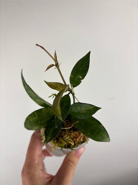 hoya lacunosa peridot A