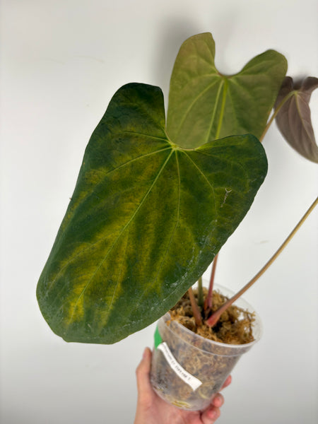 Anthurium Fort Sherman flat red