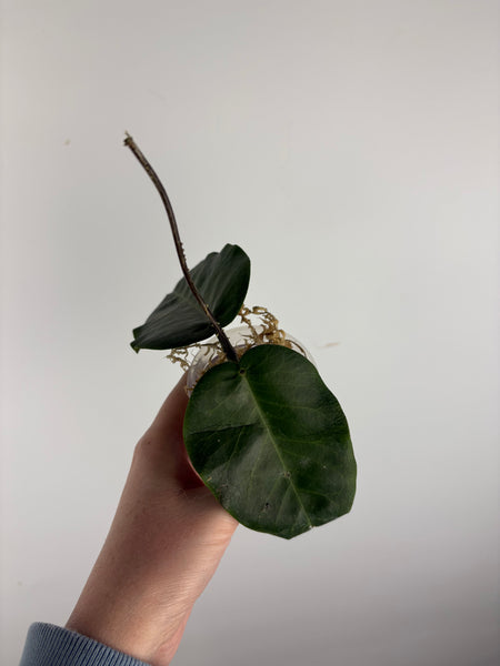 hoya Megalaster ubiyau C