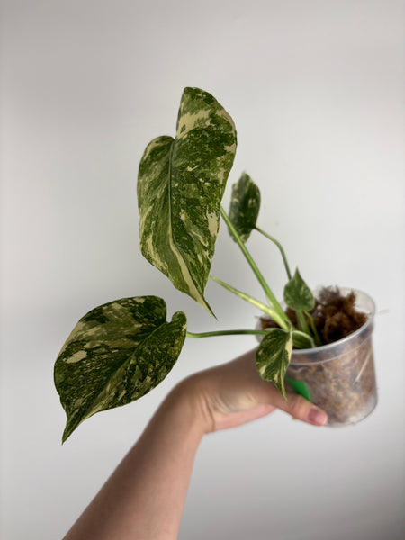Monstera white snow C