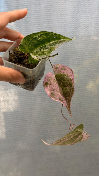 Dioscorea Aurora (Thailand) unacclimated