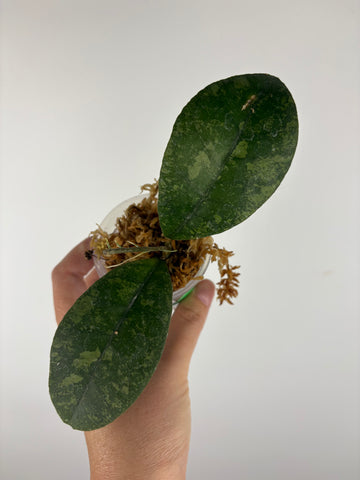 Hoya sp kalbar round leaf 2