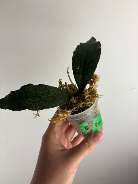 hoya clemensiorum black B