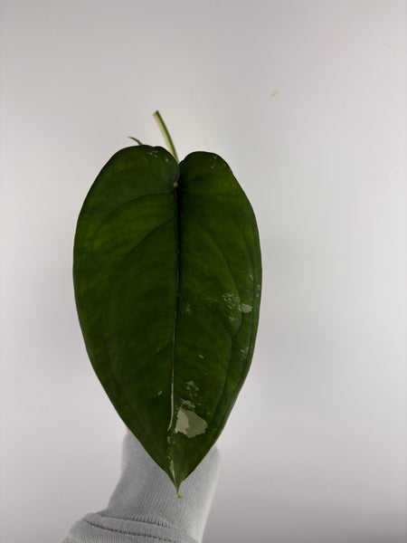 Syngonium chiapense variegated A