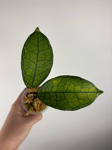 Hoya clemensiorum aceh C