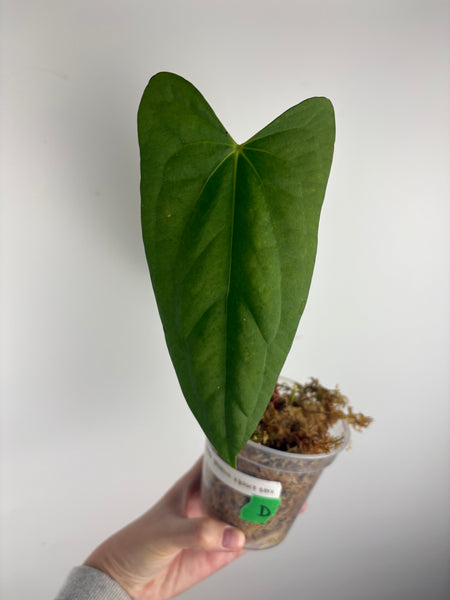 Anthurium dark pheonix x nero D