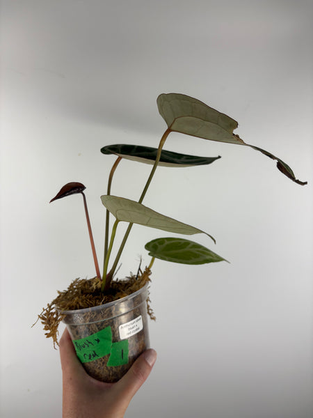 Anthurium silver blush x red crystal 1