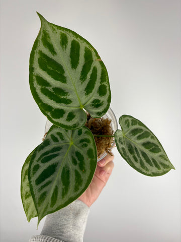 Anthurium Silver blush mutation H