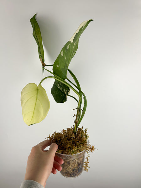 syngonium chiapense variegated