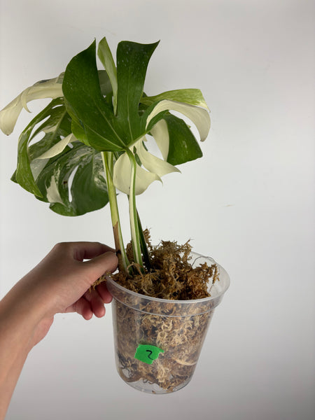 Monstera albo 2