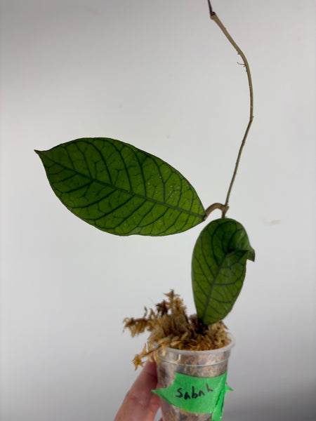 Hoya sp sabah A