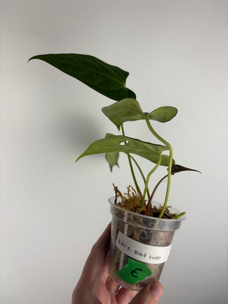 Anthurium BVIT x black sweet E