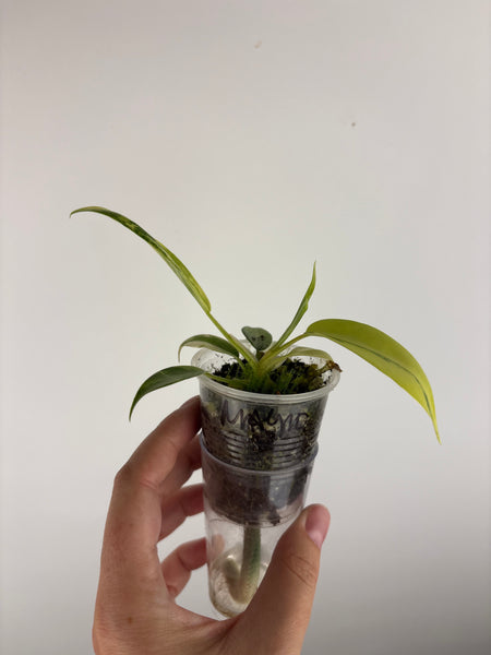 philodendron kitina variegated D